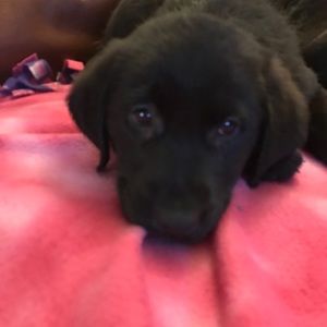 Meet your Posher, Sharon